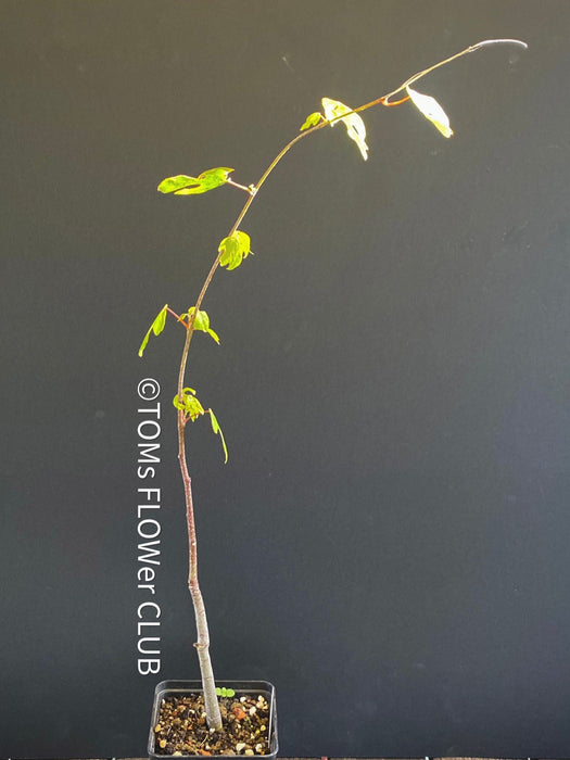 Adenia Olaboensis, organically grown tropical plants for sale at TOMs FLOWer CLUB, caudex, Kodex, Stamm, Wasserspeicher.