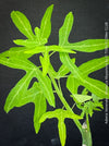 Leaf detail of Adenia Venenata - Modecca Abyssinica, organically grown tropical caudex plants for sale at TOMs FLOWer CLUB.