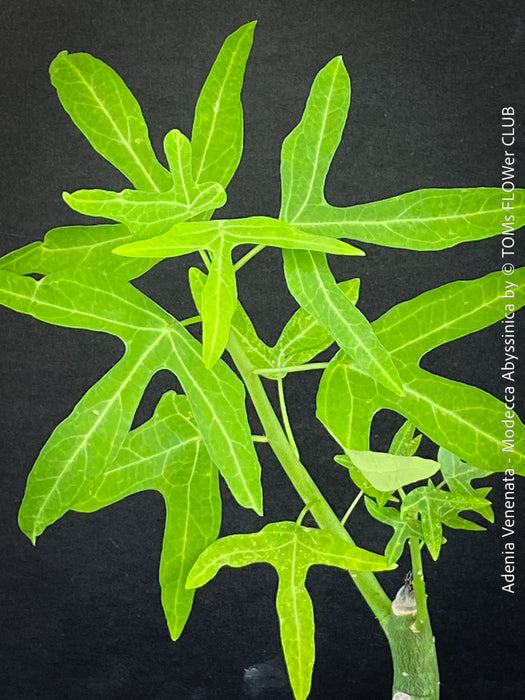 Leaf detail of Adenia Venenata - Modecca Abyssinica, organically grown tropical caudex plants for sale at TOMs FLOWer CLUB.