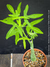 Adenia Venenata - Modecca Abyssinica, organically grown tropical caudex plants for sale at TOMs FLOWer CLUB.