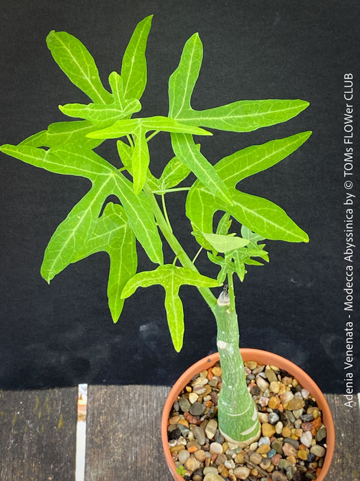 Adenia Venenata - Modecca Abyssinica, organically grown tropical caudex plants for sale at TOMs FLOWer CLUB.