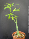 Adenia Venenata - Modecca Abyssinica, organically grown tropical caudex plants for sale at TOMs FLOWer CLUB.