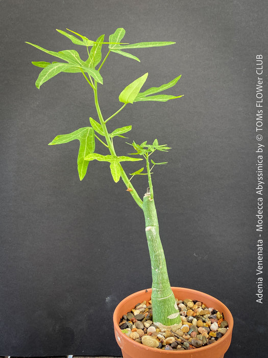Adenia Venenata - Modecca Abyssinica, organically grown tropical caudex plants for sale at TOMs FLOWer CLUB.