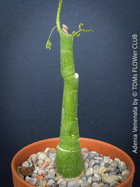 Adenia Venenata - Modecca Abyssinica, organically grown tropical caudex plants for sale at TOMs FLOWer CLUB.
