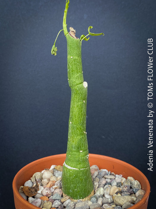 Adenia Venenata - Modecca Abyssinica, organically grown tropical caudex plants for sale at TOMs FLOWer CLUB.