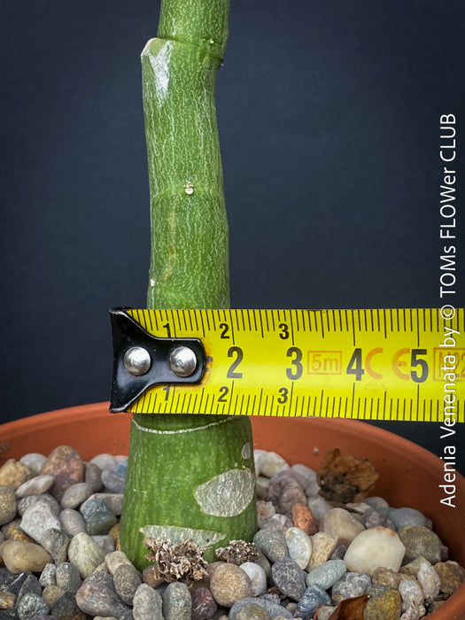 Adenia Venenata - Modecca Abyssinica, organically grown tropical caudex plants for sale at TOMs FLOWer CLUB.