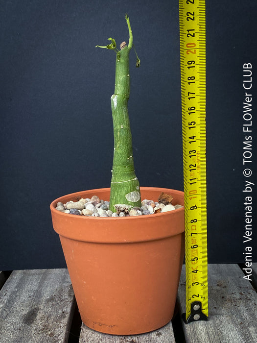 Adenia Venenata - Modecca Abyssinica, organically grown tropical caudex plants for sale at TOMs FLOWer CLUB.