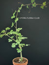 Adenia Glauca, organically grown tropical plants for sale at TOMs FLOWer CLUB, caudex, Kodex, Stamm, Wasserspeicher,
