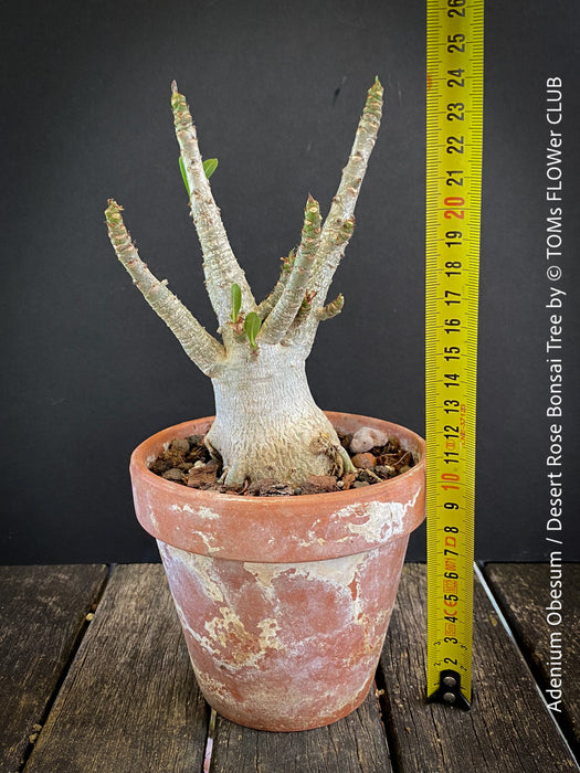 Adenium Obesum - Desert Rose - Bonsai - Bonsai tree, Bonsai Bäumchen, Zimmerpflanze, indoor plant, easy care plant, succulent, Sukkulent, Wüsternrose, organically grown tropical caudex plants for sale at TOMs FLOWer CLUB.