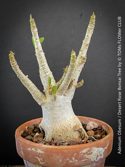 Adenium Obesum - Desert Rose - Bonsai - Bonsai tree, Bonsai Bäumchen, Zimmerpflanze, indoor plant, easy care plant, succulent, Sukkulent, Wüsternrose, organically grown tropical caudex plants for sale at TOMs FLOWer CLUB.