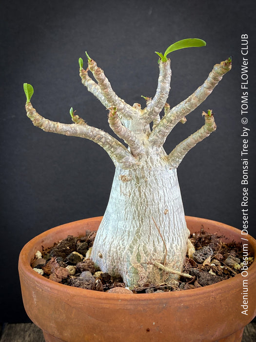 Adenium Obesum - Desert Rose - Bonsai - Bonsai tree, Bonsai Bäumchen, Zimmerpflanze, indoor plant, easy care plant, succulent, Sukkulent, Wüsternrose, organically grown tropical caudex plants for sale at TOMs FLOWer CLUB.