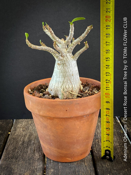 Adenium Obesum - Desert Rose - Bonsai - Bonsai tree, Bonsai Bäumchen, Zimmerpflanze, indoor plant, easy care plant, succulent, Sukkulent, Wüsternrose, organically grown tropical caudex plants for sale at TOMs FLOWer CLUB.