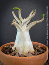 Adenium Obesum - Desert Rose - Bonsai - Bonsai tree, Bonsai Bäumchen, Zimmerpflanze, indoor plant, easy care plant, succulent, Sukkulent, Wüsternrose, organically grown tropical caudex plants for sale at TOMs FLOWer CLUB.