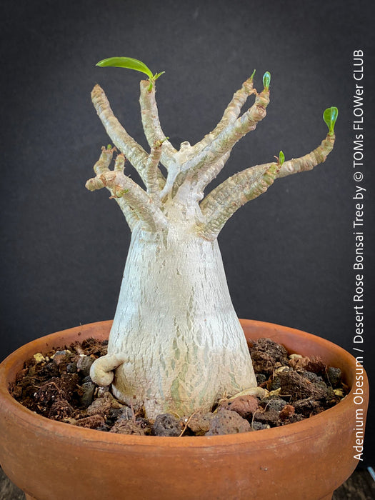 Adenium Obesum - Desert Rose - Bonsai - Bonsai tree, Bonsai Bäumchen, Zimmerpflanze, indoor plant, easy care plant, succulent, Sukkulent, Wüsternrose, organically grown tropical caudex plants for sale at TOMs FLOWer CLUB.