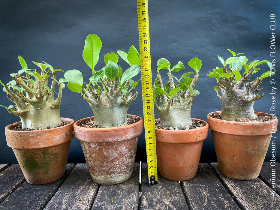 Adenium Obesum - Desert Rose - Bonsai - Bonsai tree, Bonsai Bäumchen, Zimmerpflanze, indoor plant, easy care plant, succulent, Sukkulent, Wüsternrose, organically grown tropical caudex plants for sale at TOMs FLOWer CLUB.