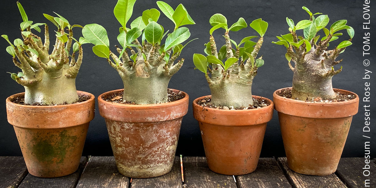 Adenium Obesum | Desert Rose | organically grown tropical caudex plants |  TOMs FLOWer CLUB tomsflowerclub.ch