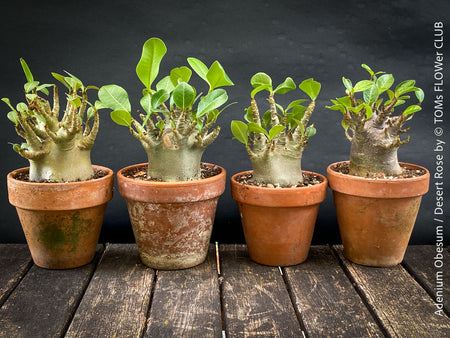Adenium Obesum - Desert Rose - Bonsai - Bonsai tree, Bonsai Bäumchen, Zimmerpflanze, indoor plant, easy care plant, succulent, Sukkulent, Wüsternrose, organically grown tropical caudex plants for sale at TOMs FLOWer CLUB.