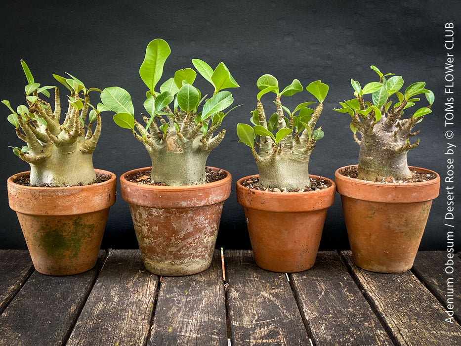 Adenium Obesum - Desert Rose - Bonsai - Bonsai tree, Bonsai Bäumchen, Zimmerpflanze, indoor plant, easy care plant, succulent, Sukkulent, Wüsternrose, organically grown tropical caudex plants for sale at TOMs FLOWer CLUB.