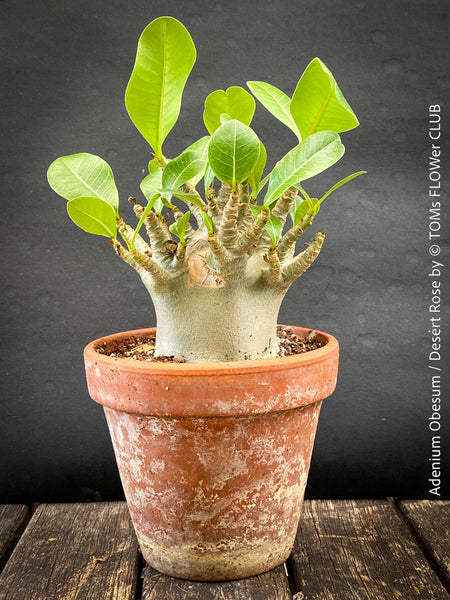 Adenium Obesum - Desert Rose - Bonsai - Bonsai tree, Bonsai Bäumchen, Zimmerpflanze, indoor plant, easy care plant, succulent, Sukkulent, Wüsternrose, organically grown tropical caudex plants for sale at TOMs FLOWer CLUB.
