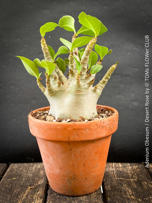 Adenium Obesum - Desert Rose - Bonsai - Bonsai tree, Bonsai Bäumchen, Zimmerpflanze, indoor plant, easy care plant, succulent, Sukkulent, Wüsternrose, organically grown tropical caudex plants for sale at TOMs FLOWer CLUB.