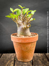 Adenium Obesum - Desert Rose - Bonsai - Bonsai tree, Bonsai Bäumchen, Zimmerpflanze, indoor plant, easy care plant, succulent, Sukkulent, Wüsternrose, organically grown tropical caudex plants for sale at TOMs FLOWer CLUB.