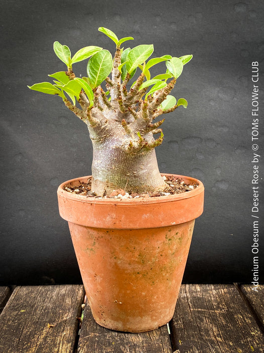 Adenium Obesum - Desert Rose - Bonsai - Bonsai tree, Bonsai Bäumchen, Zimmerpflanze, indoor plant, easy care plant, succulent, Sukkulent, Wüsternrose, organically grown tropical caudex plants for sale at TOMs FLOWer CLUB.