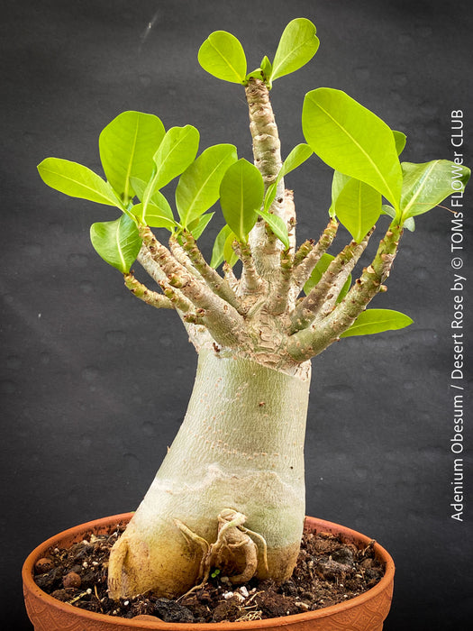 Adenium Obesum - Desert Rose - Bonsai - Bonsai tree, Bonsai Bäumchen, Zimmerpflanze, indoor plant, easy care plant, succulent, Sukkulent, Wüsternrose, organically grown tropical caudex plants for sale at TOMs FLOWer CLUB.