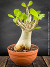 Adenium Obesum - Desert Rose - Bonsai - Bonsai tree, Bonsai Bäumchen, Zimmerpflanze, indoor plant, easy care plant, succulent, Sukkulent, Wüsternrose, organically grown tropical caudex plants for sale at TOMs FLOWer CLUB.