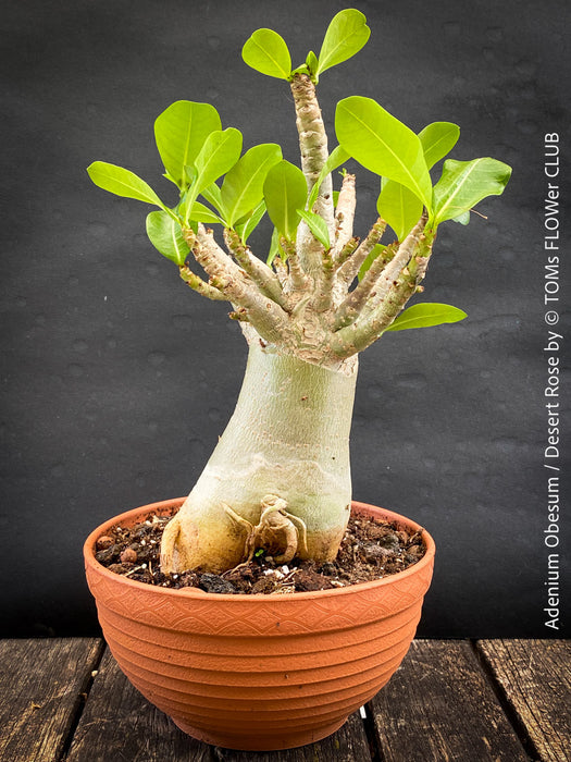 Adenium Obesum - Desert Rose - Bonsai - Bonsai tree, Bonsai Bäumchen, Zimmerpflanze, indoor plant, easy care plant, succulent, Sukkulent, Wüsternrose, organically grown tropical caudex plants for sale at TOMs FLOWer CLUB.