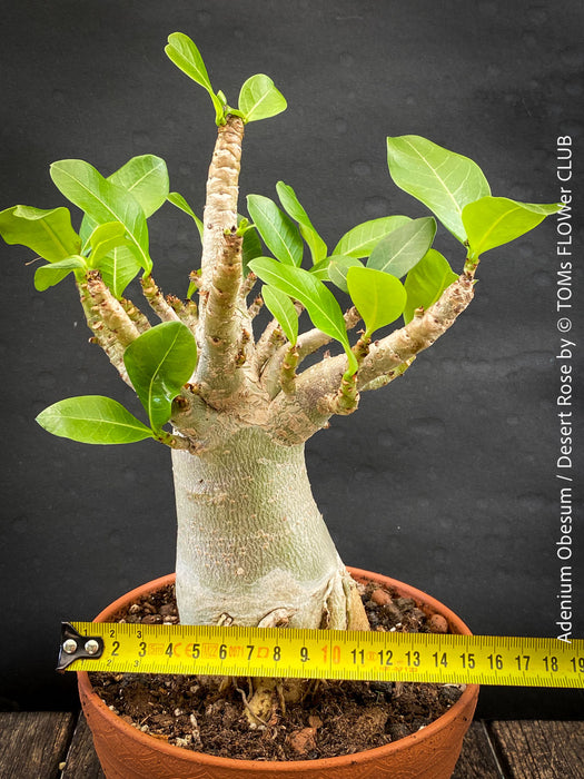 Adenium Obesum - Desert Rose - Bonsai - Bonsai tree, Bonsai Bäumchen, Zimmerpflanze, indoor plant, easy care plant, succulent, Sukkulent, Wüsternrose, organically grown tropical caudex plants for sale at TOMs FLOWer CLUB.