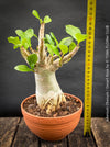 Adenium Obesum - Desert Rose - Bonsai - Bonsai tree, Bonsai Bäumchen, Zimmerpflanze, indoor plant, easy care plant, succulent, Sukkulent, Wüsternrose, organically grown tropical caudex plants for sale at TOMs FLOWer CLUB.