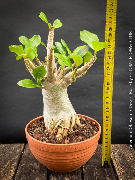 Adenium Obesum - Desert Rose - Bonsai - Bonsai tree, Bonsai Bäumchen, Zimmerpflanze, indoor plant, easy care plant, succulent, Sukkulent, Wüsternrose, organically grown tropical caudex plants for sale at TOMs FLOWer CLUB.