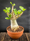 Adenium Obesum - Desert Rose - Bonsai - Bonsai tree, Bonsai Bäumchen, Zimmerpflanze, indoor plant, easy care plant, succulent, Sukkulent, Wüsternrose, organically grown tropical caudex plants for sale at TOMs FLOWer CLUB.