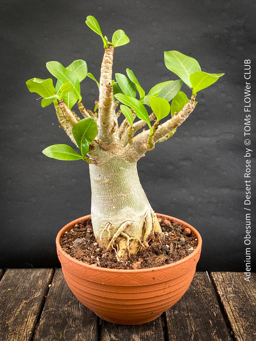 Adenium Obesum - Desert Rose - Bonsai - Bonsai tree, Bonsai Bäumchen, Zimmerpflanze, indoor plant, easy care plant, succulent, Sukkulent, Wüsternrose, organically grown tropical caudex plants for sale at TOMs FLOWer CLUB.
