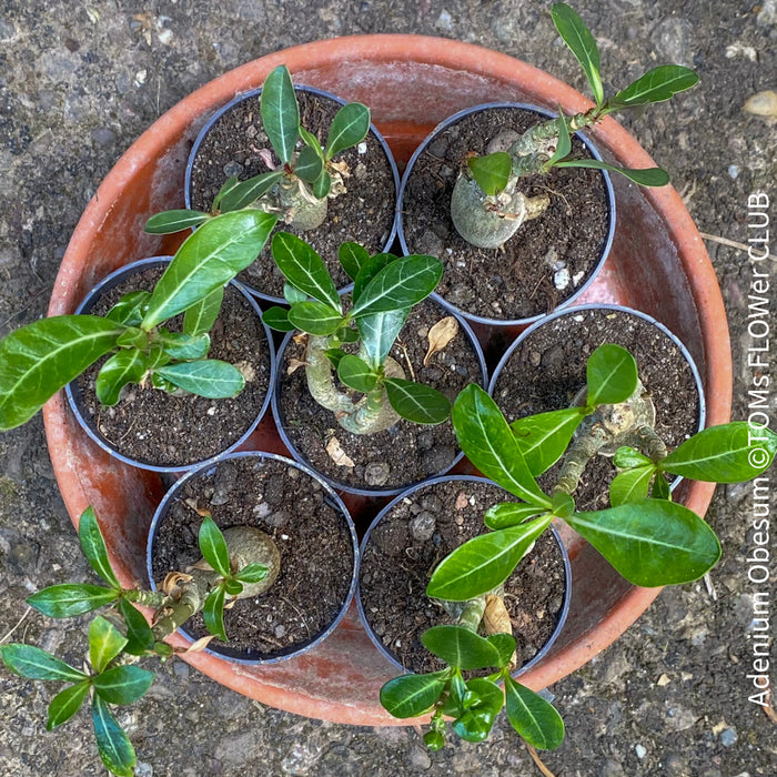 Adenium Obesum, Desert Rose, caudex, organically grown succulent plants for sale at TOMs FLOWer CLUB. 