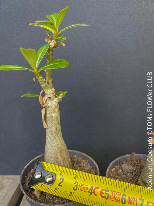 Adenium Obesum, Desert Rose, caudex, organically grown succulent plants for sale at TOMs FLOWer CLUB. 