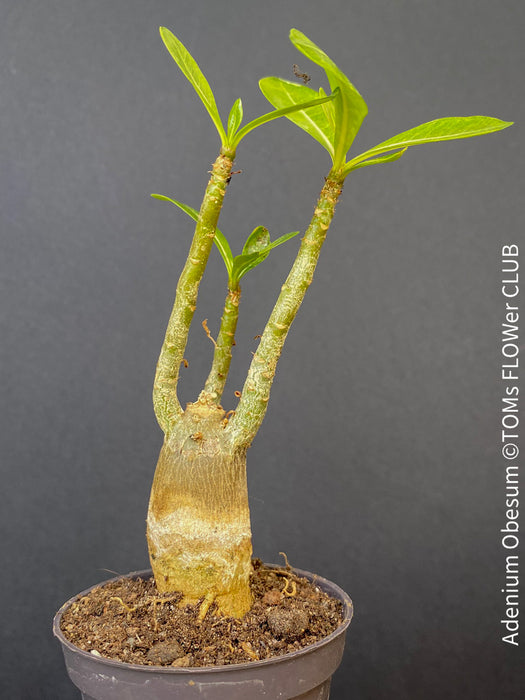 Adenium Obesum, Desert Rose, caudex, organically grown succulent plants for sale at TOMs FLOWer CLUB. 