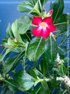 Adenium Obesum, red white flowering desert rose, organically grown succulent plants for sale at TOMs FLOWer CLUB