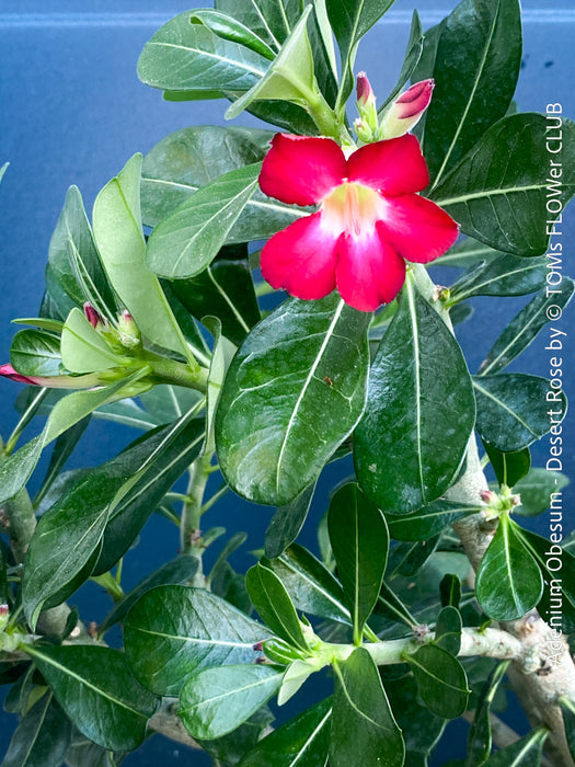 Adenium Obesum, red white flowering desert rose, organically grown succulent plants for sale at TOMs FLOWer CLUB