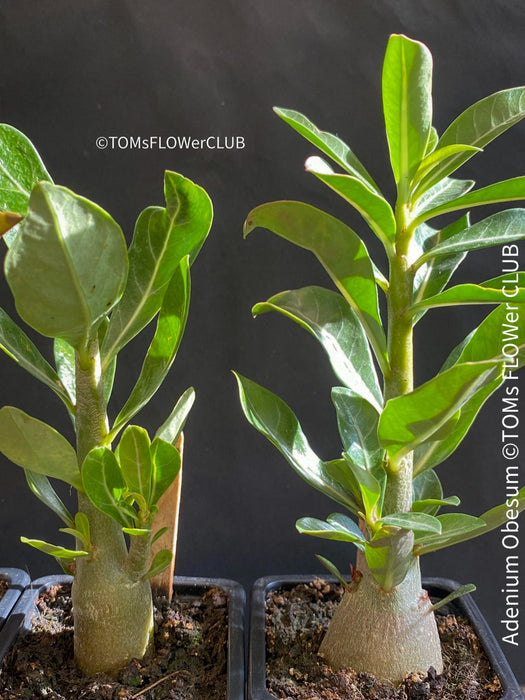 Adenium Obesum, Desert Rose, caudex, organically grown succulent plants for sale at TOMs FLOWer CLUB. 