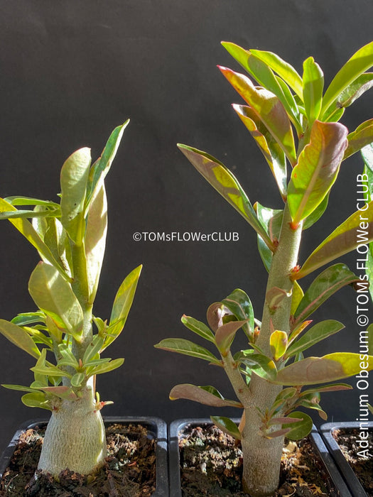 Adenium Obesum, Desert Rose, caudex, organically grown succulent plants for sale at TOMs FLOWer CLUB. 