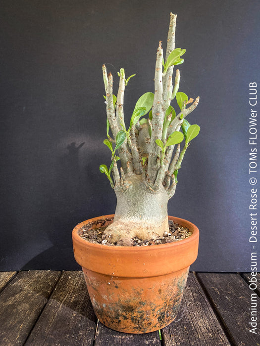 Adenium Obesum - Desert Rose - Bonsai - Bonsai tree, Bonsai Bäumchen, Zimmerpflanze, indoor plant, easy care plant, succulent, Sukkulent, Wüsternrose, organically grown tropical caudex plants for sale at TOMs FLOWer CLUB.