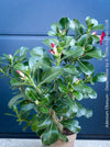 Adenium Obesum, red white flowering desert rose, organically grown succulent plants for sale at TOMs FLOWer CLUB