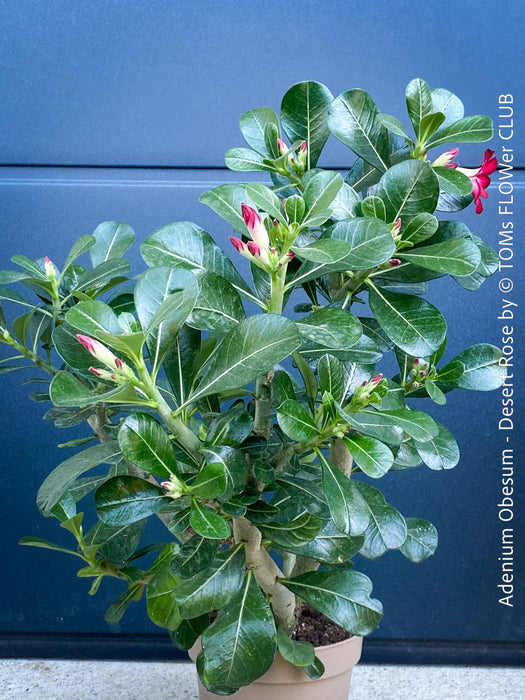 Adenium Obesum, red white flowering desert rose, organically grown succulent plants for sale at TOMs FLOWer CLUB