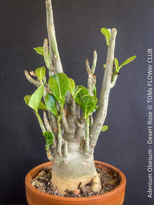 Adenium Obesum - Desert Rose - Bonsai - Bonsai tree, Bonsai Bäumchen, Zimmerpflanze, indoor plant, easy care plant, succulent, Sukkulent, Wüsternrose, organically grown tropical caudex plants for sale at TOMs FLOWer CLUB.