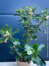 Adenium Obesum, red white flowering desert rose, organically grown succulent plants for sale at TOMs FLOWer CLUB