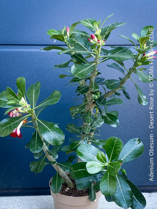Adenium Obesum, red white flowering desert rose, organically grown succulent plants for sale at TOMs FLOWer CLUB