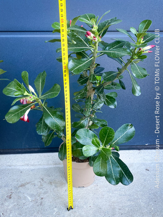 Adenium Obesum, red white flowering desert rose, organically grown succulent plants for sale at TOMs FLOWer CLUB