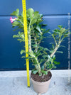 Adenium Obesum, red white flowering desert rose, organically grown succulent plants for sale at TOMs FLOWer CLUB