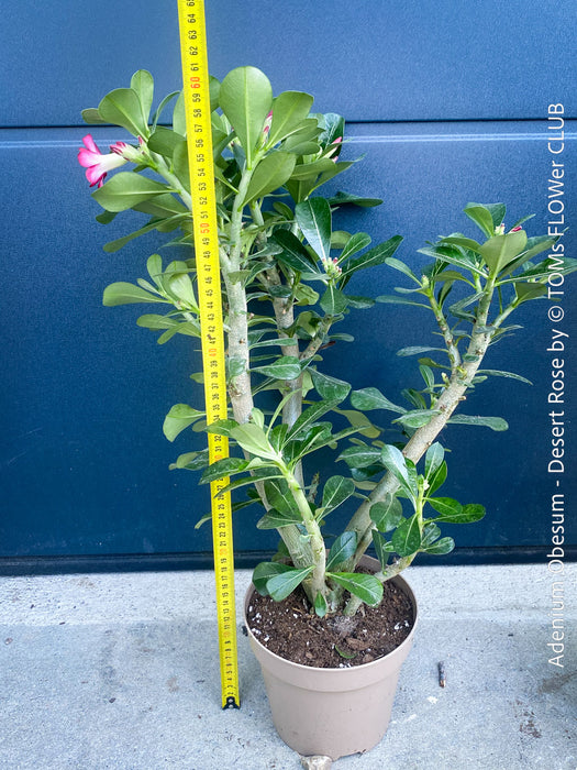 Adenium Obesum, red white flowering desert rose, organically grown succulent plants for sale at TOMs FLOWer CLUB